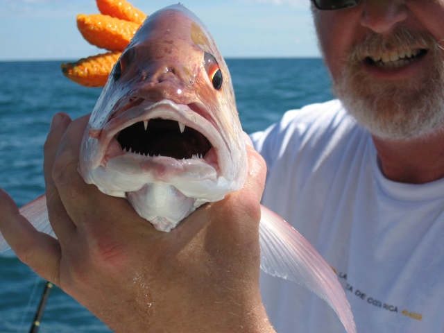 Ejemplar pescado en Mahahual